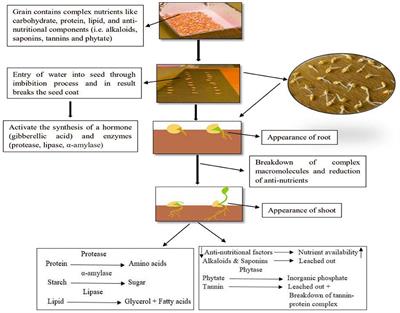 Recent developments in physical invigoration techniques to develop sprouts of edible seeds as functional foods